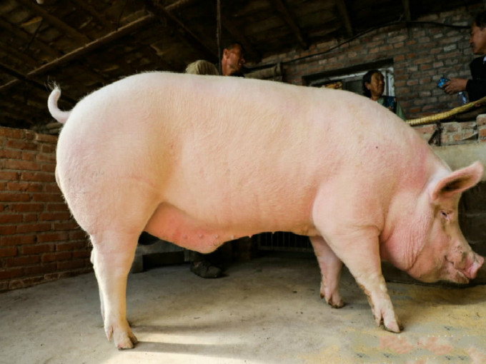 广西省南宁市一户农家养出一头约500公斤的「巨无霸大猪」。