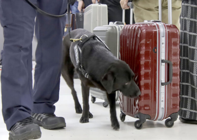 东京成田机场首次部署嗅钞犬。网上图片