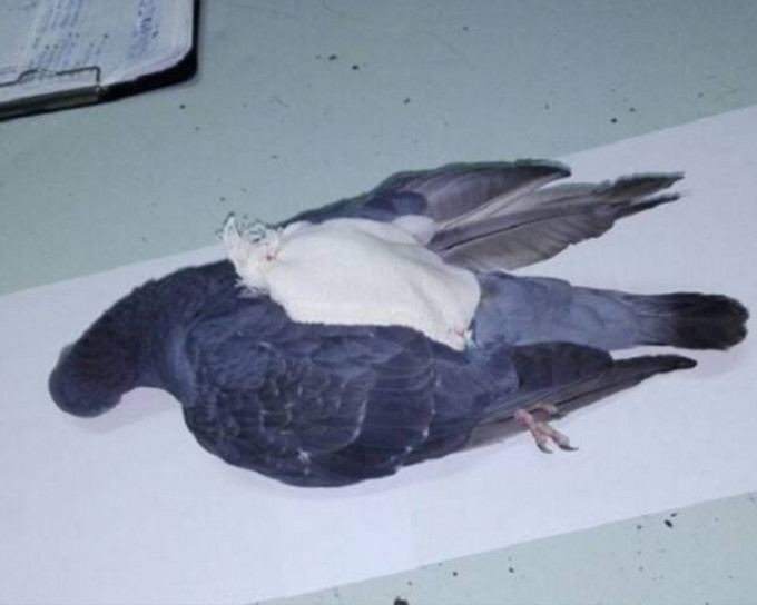 今次「飛鴿傳毒」發現小毒包，存放大麻、鎮靜劑及USB手指。twitter圖片