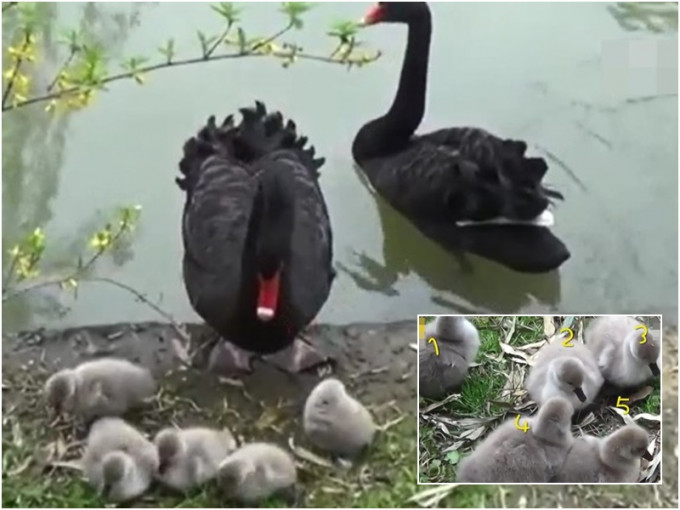 黑天鵝爸媽與5隻天鵝寶寶。圖：騰訊