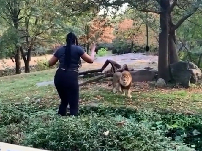 美国纽约布朗克斯动物园有一名女游客攀过安全围栏进入狮子园区。　影片截图