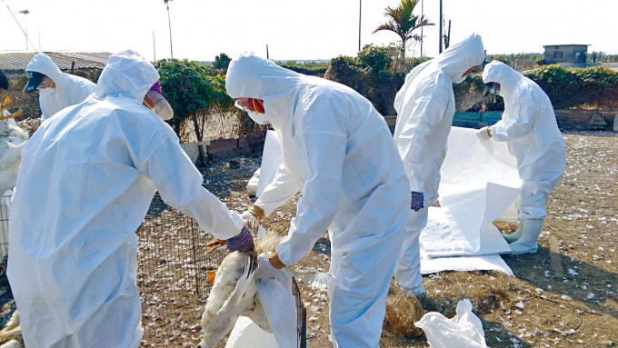 ■台湾屏东一个鸭场四年前曾出现H5N8禽流感。