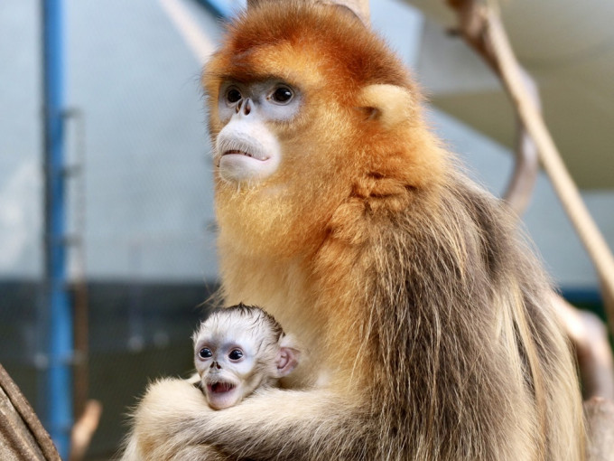 前年在海洋公園誕生的第二隻川金絲猴寶寶。海洋公園提供