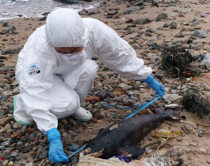 搁浅个案为幼年江豚，暂未能确定死因。 香港海洋公园保育基金提供