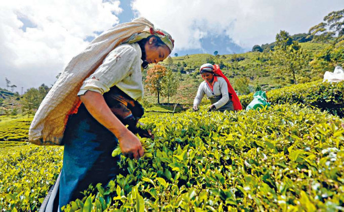 ■斯里兰卡工人在采茶。 