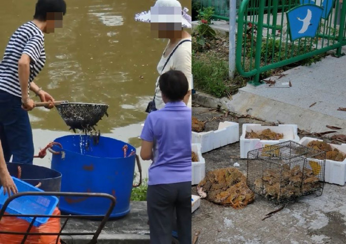 有网民拍摄到，有「放生团」在上水梧桐河放生大量田鸡，担心会影响生态。fb群组「North District 北区」