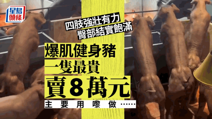 云南爆肌「健身猪」走红一只最高卖8万人民币。