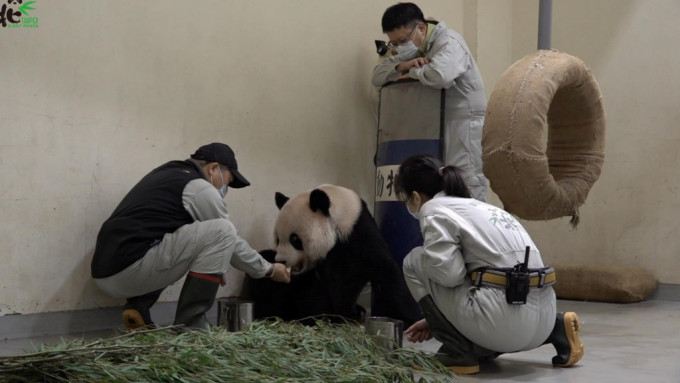 醫療團隊努力向「「團團」」餵食。台北市立動物園