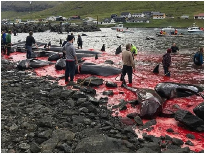 法罗群岛屠杀鲸鱼传统 杀鲸鱼过冬。网图
