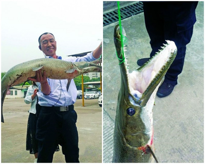 楊先生用鈎將「湖怪」拖了上岸。網圖