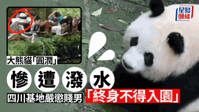 大熊猫「圆润」日前被游客无故泼水。(互联网)