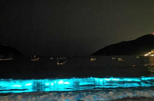 墨西哥阿卡普科的海岸更出现了「蓝色萤光海岸」。(网图)