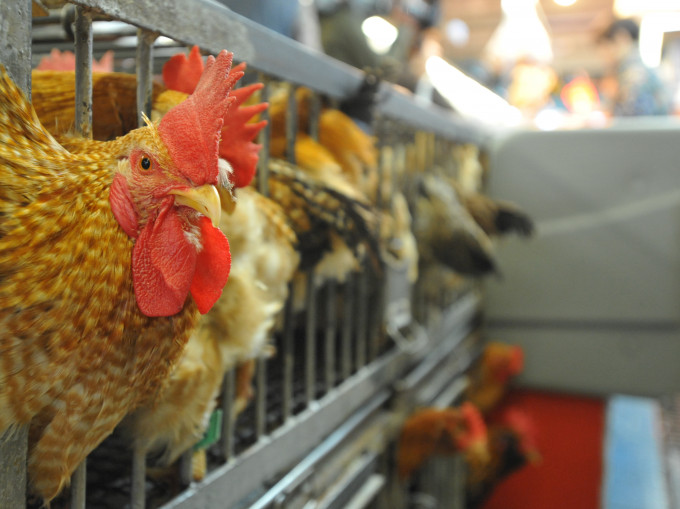 業界暫停從沙巴進口禽肉及禽類產品。資料圖片
