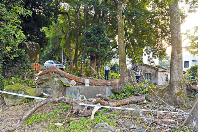 梧桐寨村上周五有村民自行修樹時，不幸被塌下樹幹擊斃。