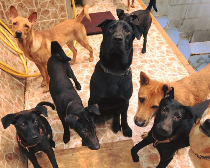 全部有需要的狗只已找到暂托家庭。Hong Kong Dog Rescue (HKDR) fb图片