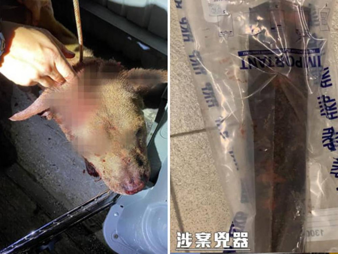 唐狗遭主人用工字铁殴打，头破血流。香港警察fb图片
