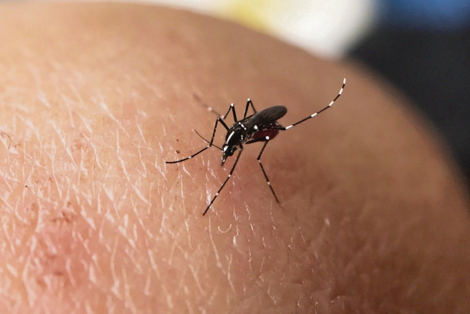 專家表示，核技術滅蚊不會產生化學污染，殺蚊選擇性強。資料圖片