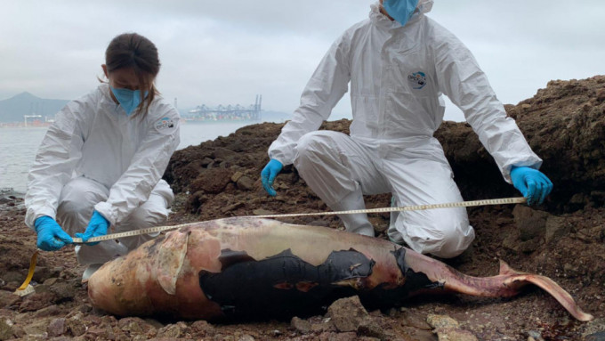 年幼江豚搁浅鸭洲 严重腐烂本年第7宗。海洋公园保育基金提供