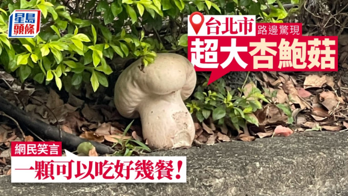 有网民在路边发现一颗「超大杏鲍菇」。「路上观察学院」FB
