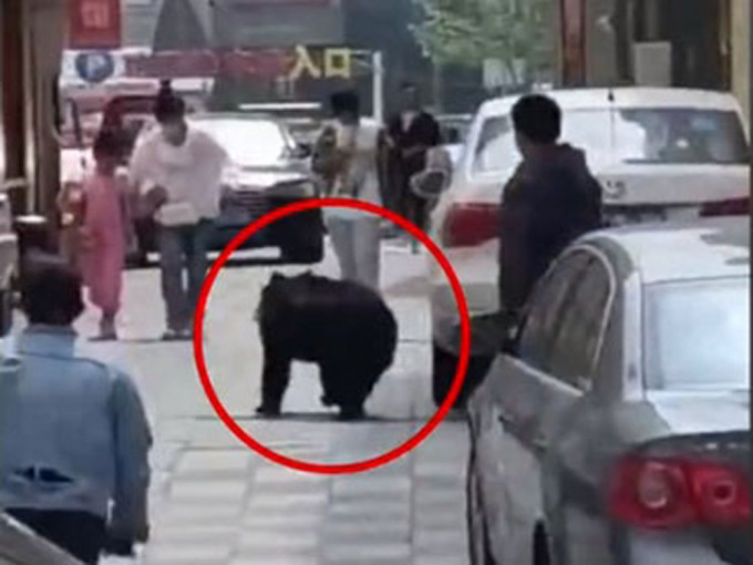 遼寧馬戲團小黑熊逃跑上街，引發恐慌。（影片截圖）