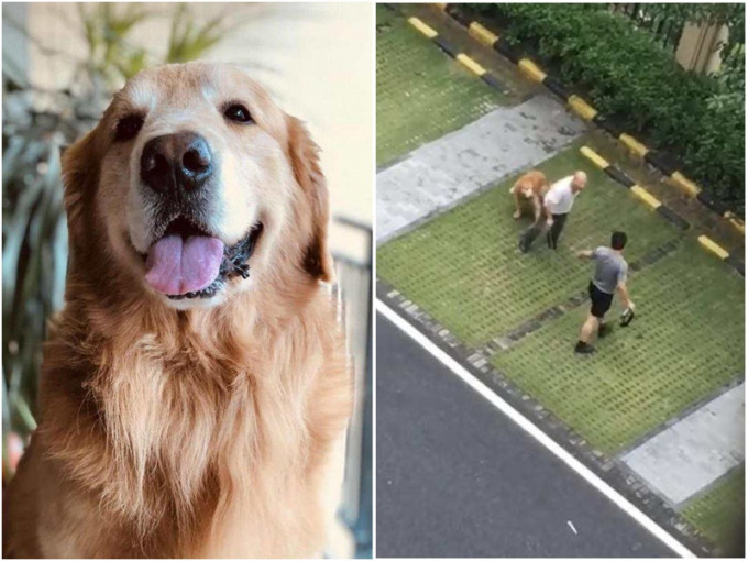 金毛寻回犬被另一名狗主用工具打死。网上图片