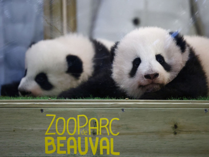 旅法大熊貓幼崽獲命名為「歡黎黎」和「圓嘟嘟」。路透社圖片