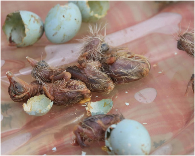 410枚白鹭鸟蛋中部分鸟蛋已经孵化。