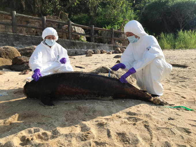 成年江豚在長洲東灣仔擱淺死亡，為本年第34宗。  海洋公園保育基金提供