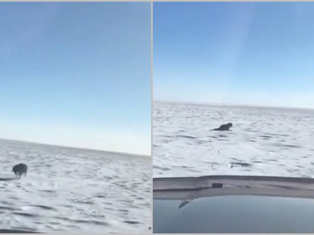 一名男子駕駛越野車在雪原上追撃一隻雪狼，最後將其撃斃。 網上圖片