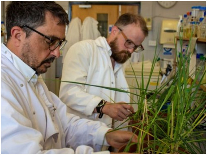 科學家發現抗旱基因,助大麥抗氣候變化。網圖