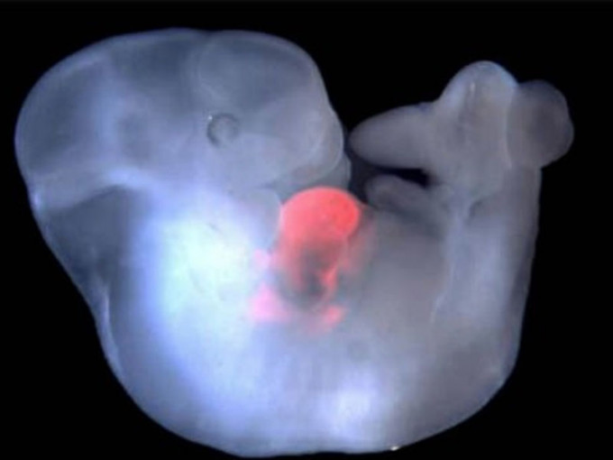 西班牙科学团队声称研发人猴胚胎成功，并可用于人体器官移植上。（网图）