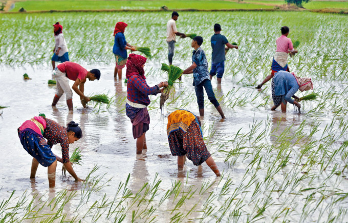 印度艾哈邁達巴德市郊的農民昨日在田裏插秧。