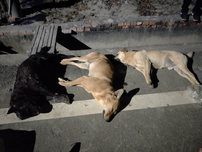 7流浪犬死7日內相繼遭毒手。中時　