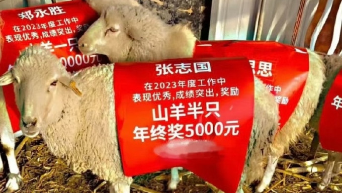 廣州公司年終獎包括一頭羊。