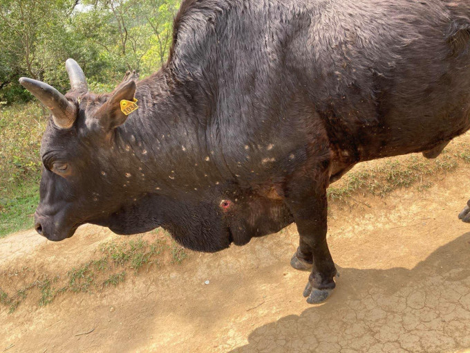 马鞍山一只野牛身体有多处伤痕。牛牛义工联盟facebook图片