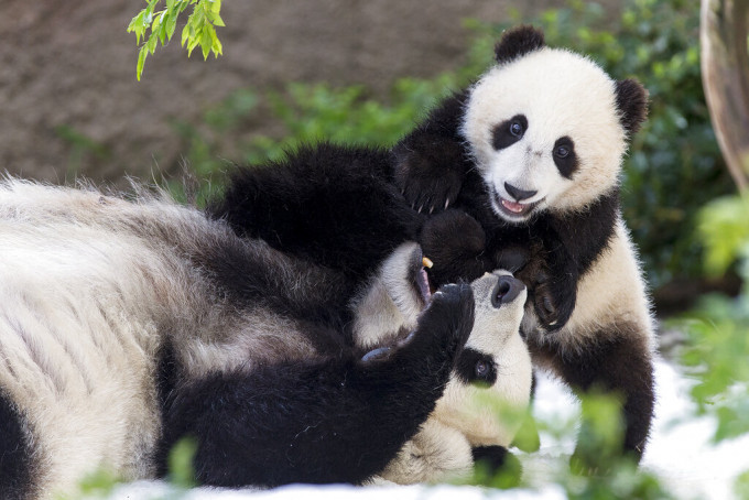 美国网民对两只熊猫表示不舍。  美联社图片