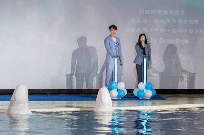 张琪和「默林中国海洋守护大使」吴尊共同启动「小白鲸九千公里的回家之旅」。(网图)