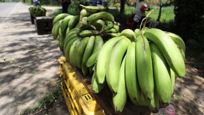 醫生解釋，未熟透的香蕉中含有很高的鞣酸，嚴重影響消化。AP圖片