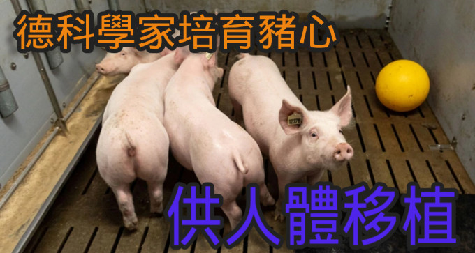 德國的科學家計畫培育基因改造豬，將豬心用於人體器官移植。（路透社）