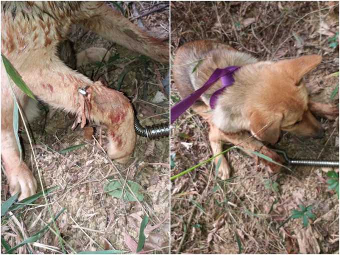 一只唐狗被捕兽器夹伤。爱协图片