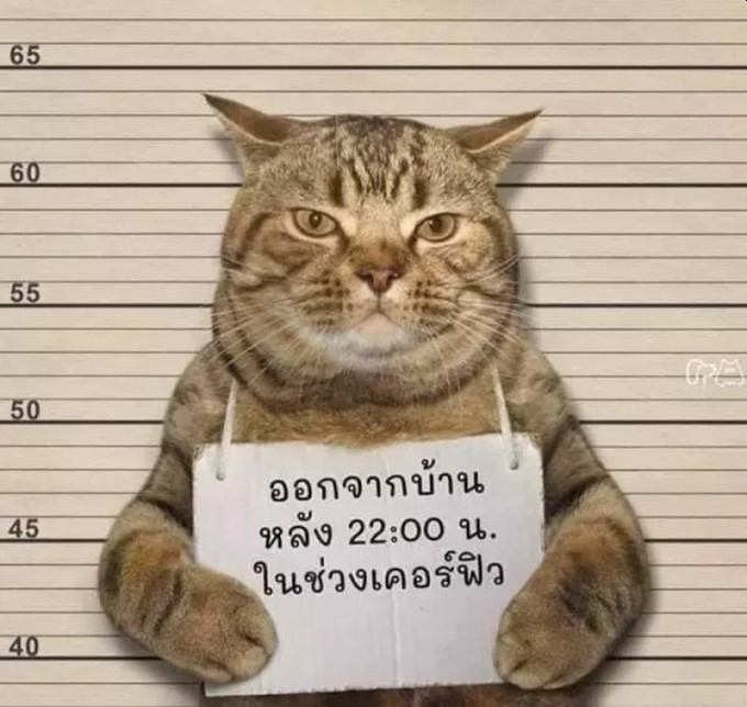 泰国警方逮捕一只猫，指其违反外出禁令，还要求这只猫举著牌子拍摄标准「罪犯照」。(网图)