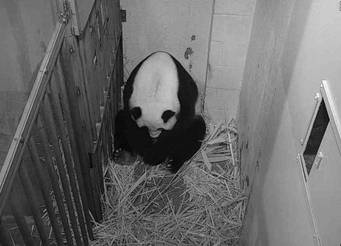 「美香」以22岁高龄产下大熊猫宝宝。AP