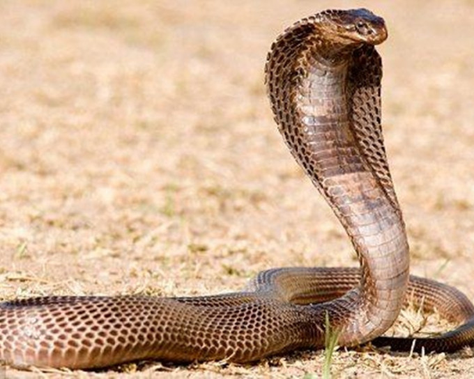 眼镜蛇。网上图片