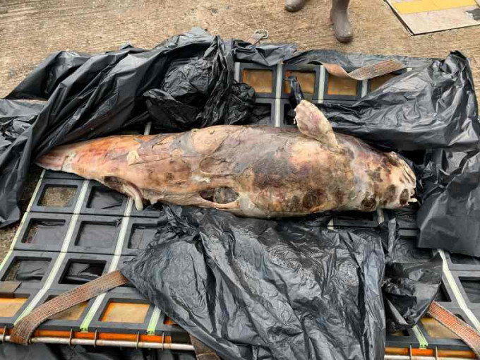 江豚尸体已严重腐烂。图:海洋公园保育基金