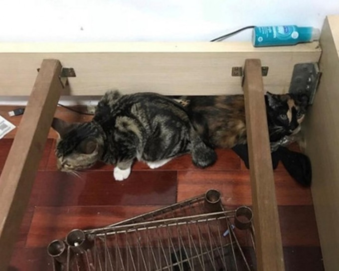 无品租客反锁猫猫两日断水断粮。网上图片