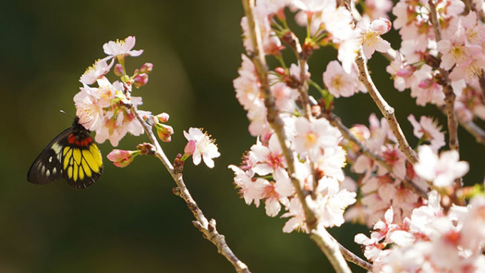 城門谷公園的櫻花盛開。FB @ Arthur Ck Ngai圖片