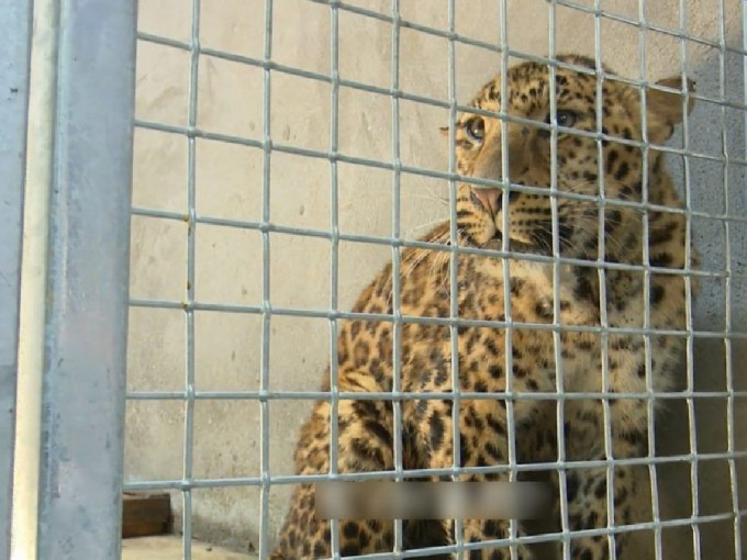 杭州动物园3只逃脱的金钱豹目前只找回两只。（网上图片）