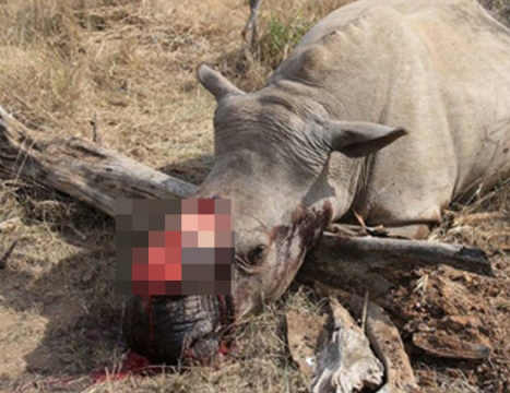 两名台湾籍男子被控偷猎、杀害4只犀牛，并打算将犀牛角走私贩售，日前被当地高等法院各重判11年有期徒刑。 网上图片
