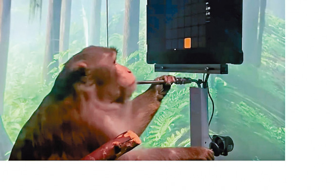 Neuralink早前展示植入大脑晶片的猴子，在「玩」电脑游戏。