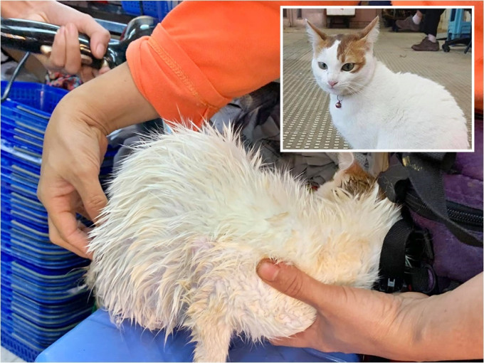 大埔街市猫惨遭虐待，全身都是不明液体。FB群组「Tai Po大埔」Yin Chong图片